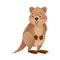 Funny Quokka as Short-tailed Scrub Wallaby with Rounded Ears Standing Vector Illustration