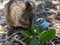 Funny quokka is eating leaves