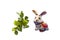 Funny rabbit with leafs