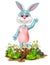 Funny Rabbit In Pink Dress With Rock And White Flower Cartoon