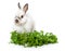 A funny rabbit is sitting near greens