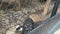 A funny raccoon climbs around a cage in a zoo, attracting people