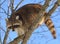 Funny Raccoon Procyon lotor looks around, sitting high on tree