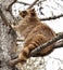 Funny Raccoon Procyon lotor sits on branch high on larch tree in spring