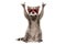 Funny raccoon in red sunglasses showing a rock gesture