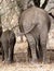Funny rear view of an adult and a baby elephant side by side, Tanzania