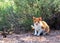 Funny red adult cat sitting on the grass in the Park. Homeless and stray cat on the street