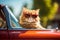 Funny Red Cat in Convertible Sunny. Generative AI