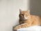 Funny red cat in cozy home atmosphere. Lying tabby ginger cat. Looking ginger cat, sitting onthe chair. Pleased orange cat sitting
