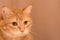 Funny red cat in cozy home atmosphere. tabby ginger cat. Looking ginger cat, sitting onthe chair. Pleased orange cat sitting on