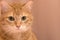 Funny red cat in cozy home atmosphere. tabby ginger cat. Looking ginger cat, sitting onthe chair. Pleased orange cat sitting on