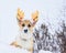 Funny red corgi puppy sitting outside in the snow clad in Christmas reindeer