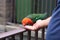 Funny red and green parrot biting the hand that`s feeding it