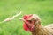 Funny red-haired chicken eats wheat grains from a spikelet in th