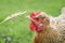 Funny red-haired chicken eats wheat grains from a spikelet in th