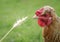 Funny red-haired chicken eats wheat grains from a spikelet in th