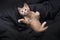 Funny red kitten plays on a dark background. Color Orange Tabby Secondary Color