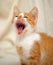 Funny red kitten yawns