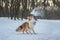 Funny red merle Sheltie with blue eyes playing with the snow