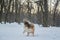 Funny red merle Sheltie with blue eyes playing with the snow