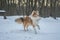 Funny red merle Sheltie with blue eyes playing with the snow