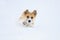 funny red puppy corgi runs in deep white snowdrifts in the winter in the village throwing up its legs