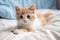 A funny red tabby cute kitten lies on a bed with a white blanket, looking at the camera. Cat in bed concept