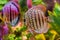 Funny red turquoise discus fish in closeup with another one swimming in the background giving a mirror effect