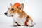 Funny red and white corgi lays on the floor looking away, wearing bright orange safety construction helmet  on white background.