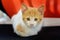 Funny red-and-white kitten. Red-haired red kitten on a chair. red kitten.A small kitten looks at the camera with small yellow eye