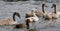 The funny redhead duck and four young swans