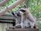 Funny resting raccoons are chilling in summer midday