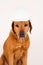 Funny Rhodesian Ridgeback dog with helmet