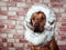 Funny Rhodesian Ridgeback dressed in fur scarf