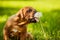 Funny Rhodesian Ridgeback puppy licking dandelion seeds