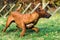 Funny Rhodesian Ridgebacks dog playing