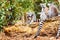 Funny Ring-tailed lemur aka Lemur catta family