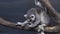 Funny Ring-tailed lemur licking its fur on tree branch stock footage video