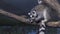Funny Ring-tailed lemur licking its fur on tree branch stock footage video