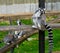 Funny ring tailed lemur monkey holding a feather and lemurs playing in the background