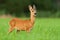 Funny roe deer fawn grazing in nature and looking into camera in nature