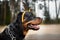 Funny rottweiler dog portrait outdoors in halloween headband