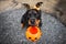Funny rottweiler dog trick or treating