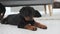 Funny rottweiler puppy lying at home