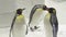 Funny royal penguins communicate in snow stock footage video