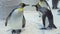 Funny royal penguins communicate in snow stock footage video