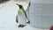 Funny royal penguins communicate in snow stock footage video