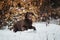 Funny running crazy chocolate labrador in winter