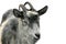 Funny rural goat