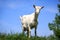 Funny rural goat